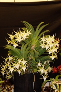 Angraecum Crestwood Tomorrow Star CCE/AOS 95 pts.